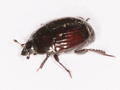 Margarinotus purpurascens